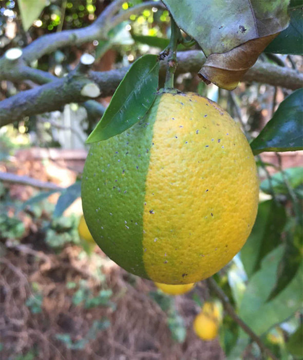 limón mitad verde y mitad amarillo 