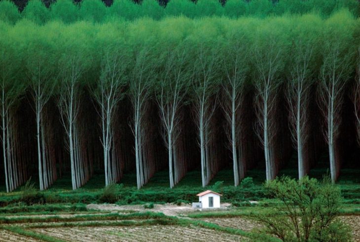 bosque lleno de árboles perfectamente alineados 