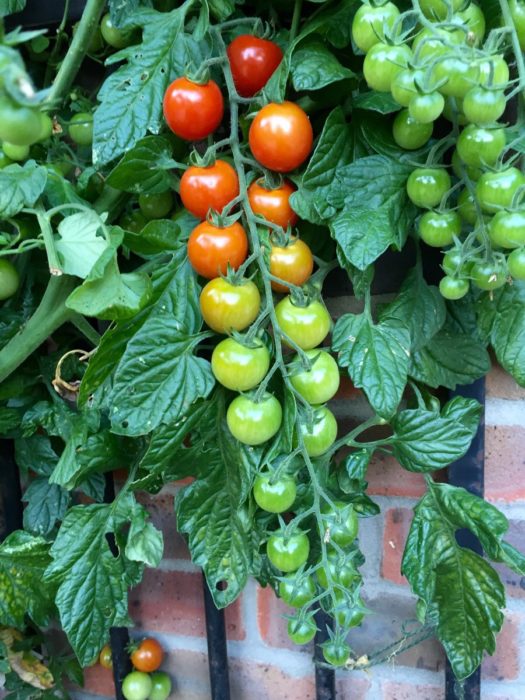 planta de tomates 