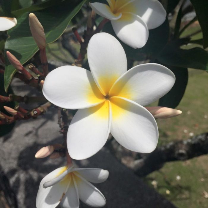 flor blanca con un círculo amarillo dentro 