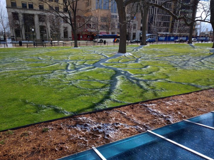 sombra de las ramas de un árbol reflejadas en el césped 