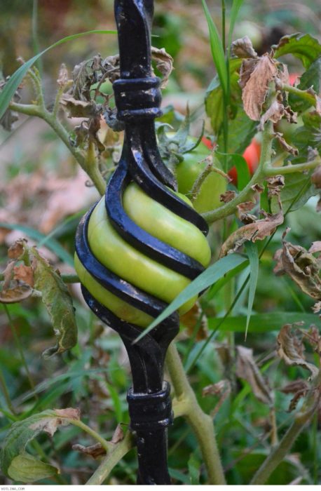 Crecimiento de un tomate dentro de una celda 