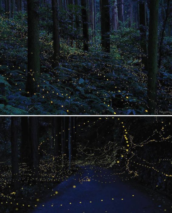 Bosque de lucíernagas en Japón 