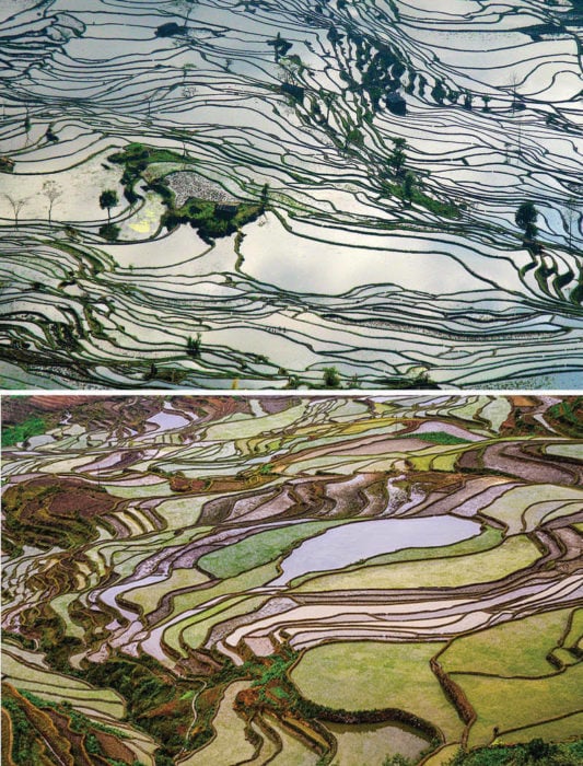 Campos de arroz en Yunnan, China 