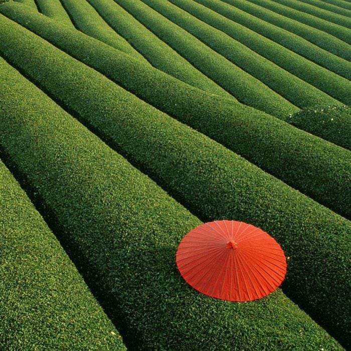 campos de té en China 