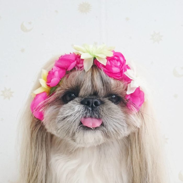 perrita peinada con una corona de flores 