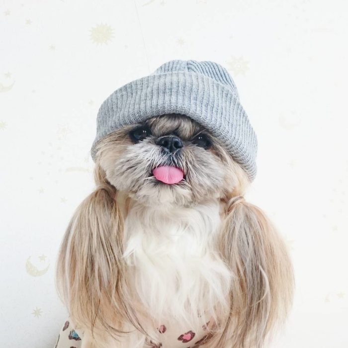 perrita con dos colitas y una gorra gris 