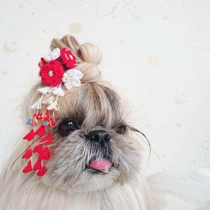 perrita con un chongo y flores 