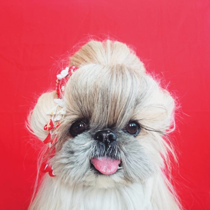 perrita con un chongo en un fondo rojo 