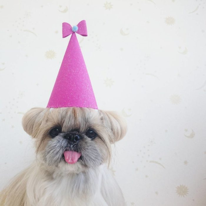 kuma perrita con un gorro de fiesta 