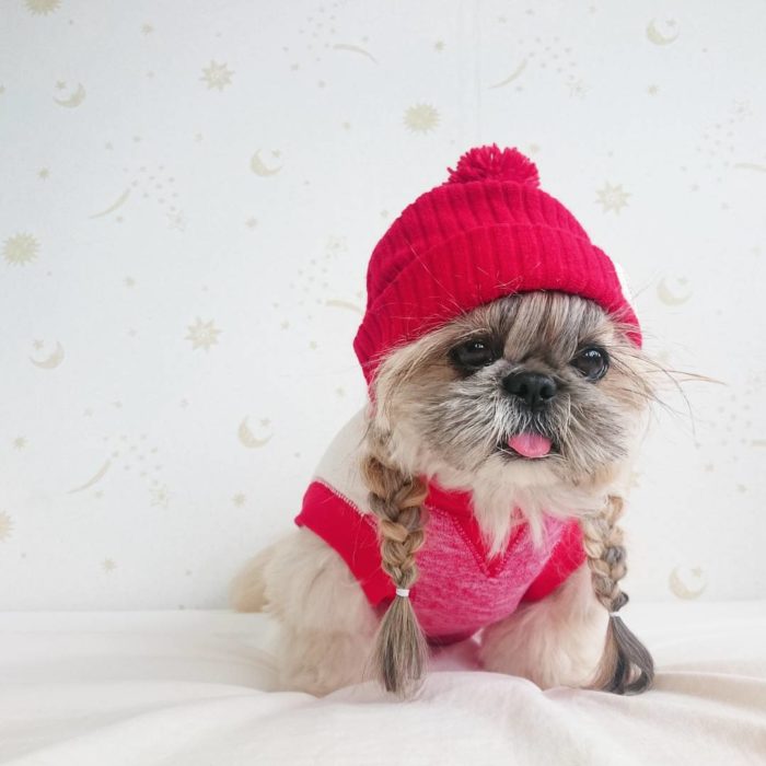 perrita con unas trenzitas y un gorro rojo 