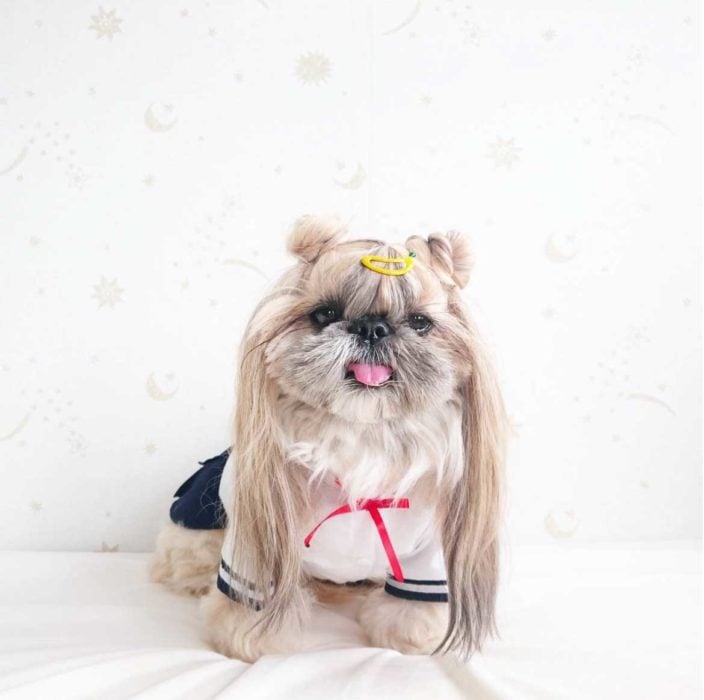 Perrita con unos chongos y vestida de Sailormon