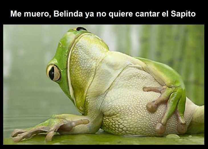 meme a belinda con la imagen de un sapo 