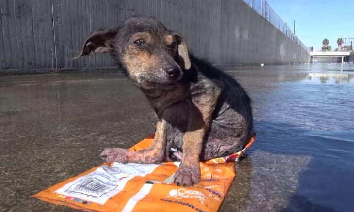 Jordan el perrito sin una pata que fue lanzado a un canal en Los Ángeles 