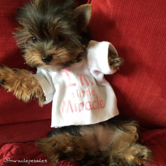 YORKIE BEBÉ CON UNA BLUSITA