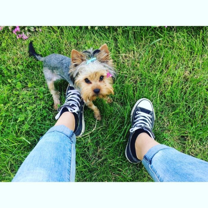 yorkie con su dueña de los converse