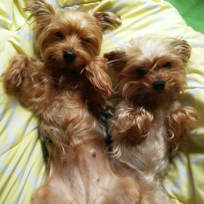 pareja yorkie