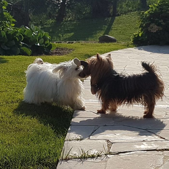 yorkies con un maltés