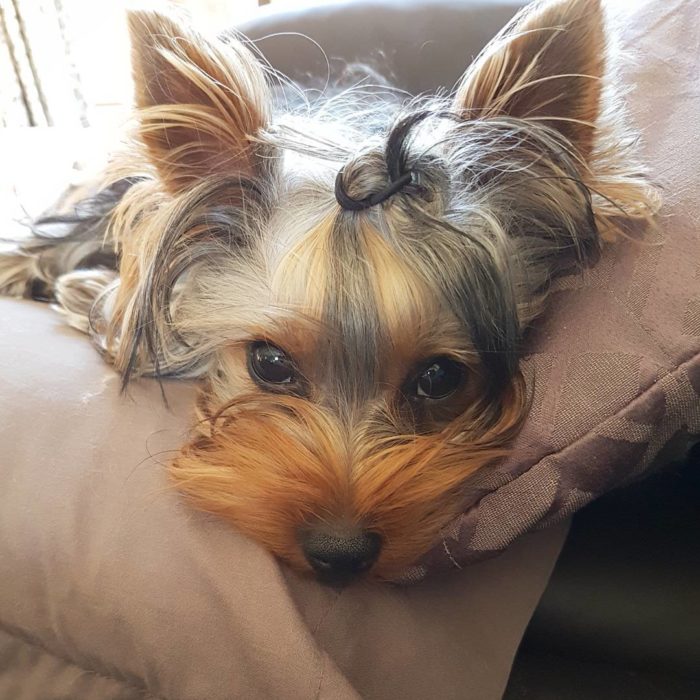 yorkie con coleta