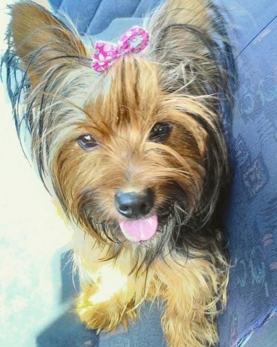 YORKIE SACANDO LA LENGUA