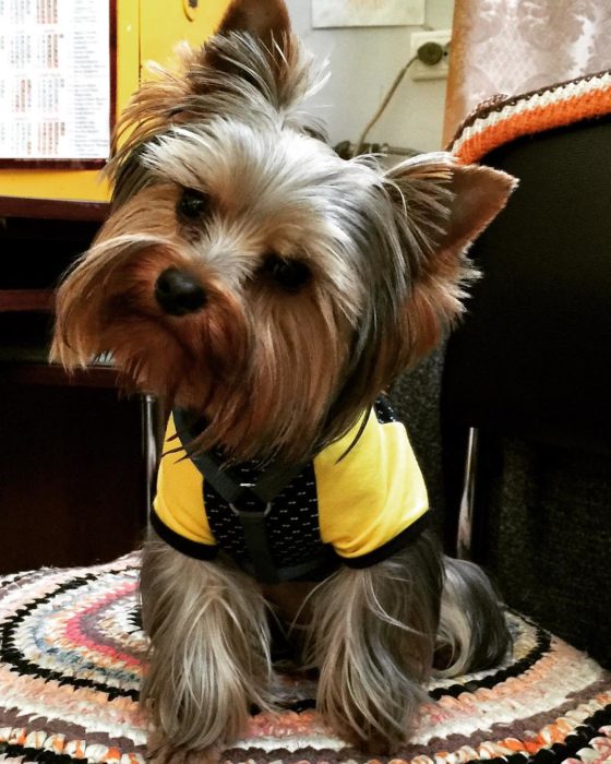 YORKIE CON UNA PEQUEÑA DUDA