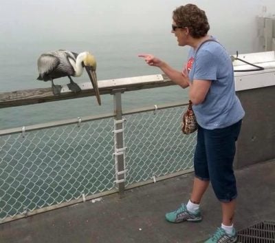 Abuela regañando a pelícano que al parecer la mordió