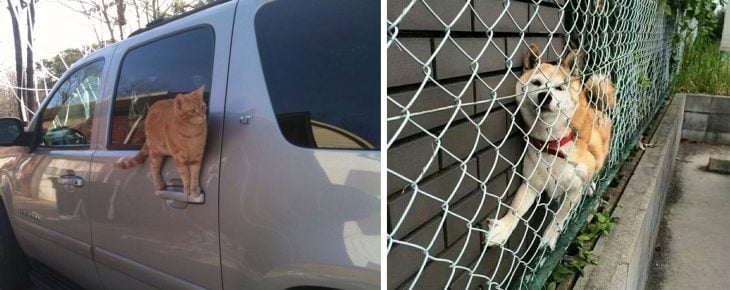 Gato parado en la manija de la puerta de un auto; perro atorado entre la pared y una reja