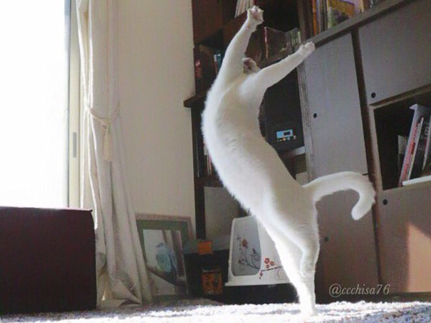gato bailando