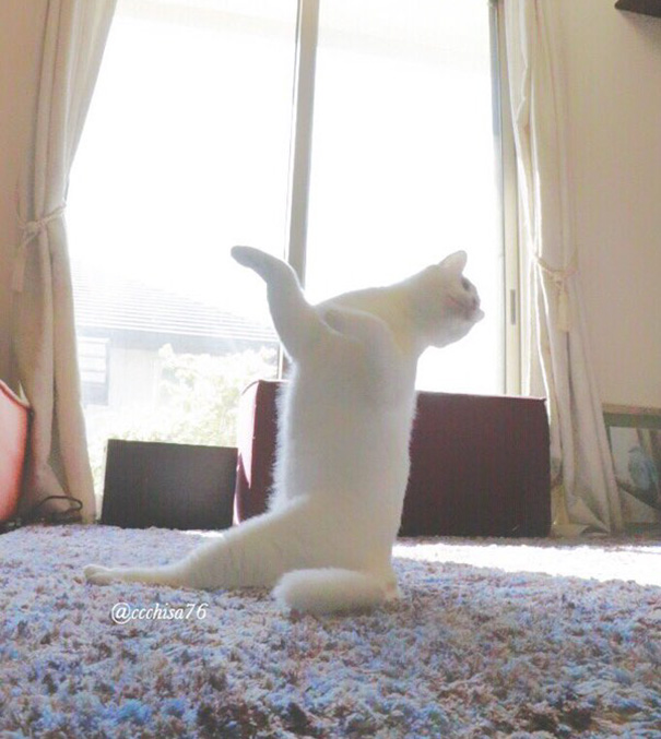 gato sentado en alfombra