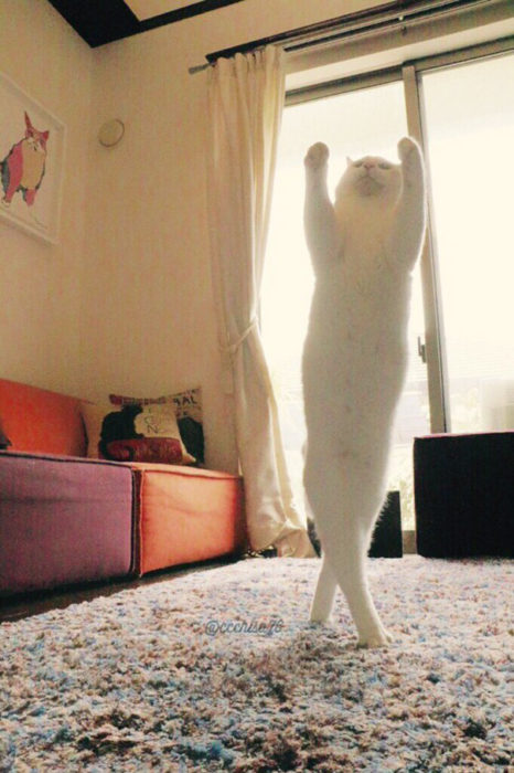 gato en quinta posición