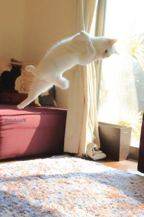 gato girando en el aire