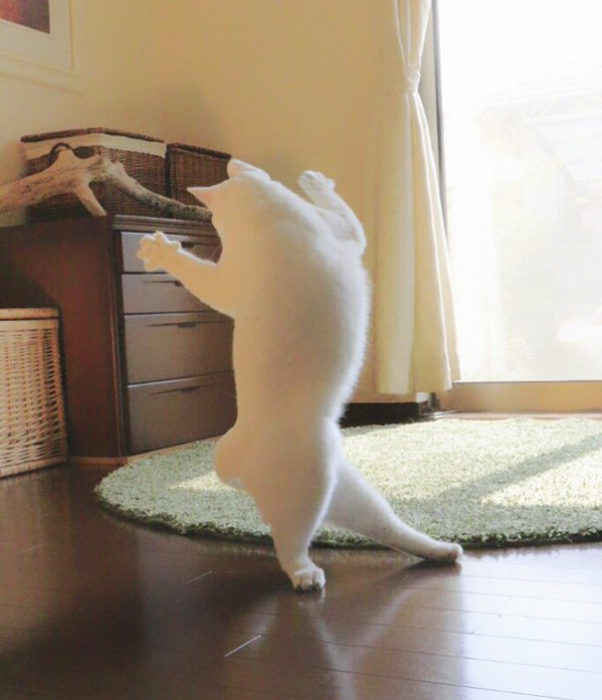 gato bailando ballet