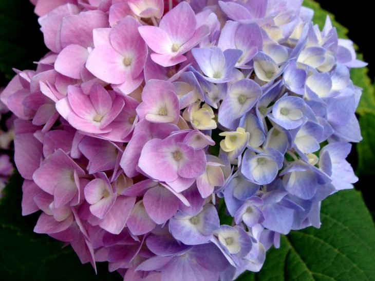 Hortensias de color rosa y morados