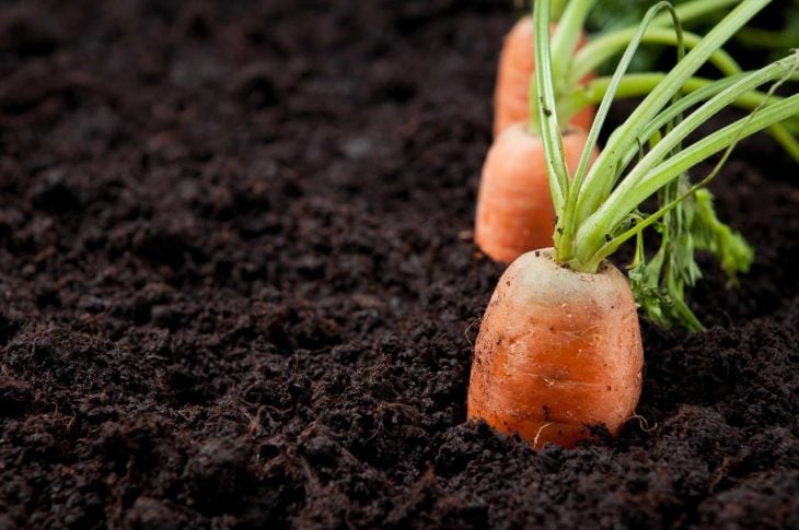 Cosecha de zanahorias