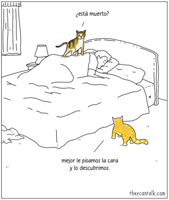 gatos con dueño al dormir