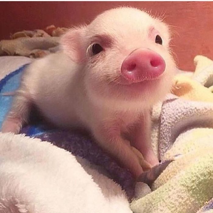 Cerdito sonriendo