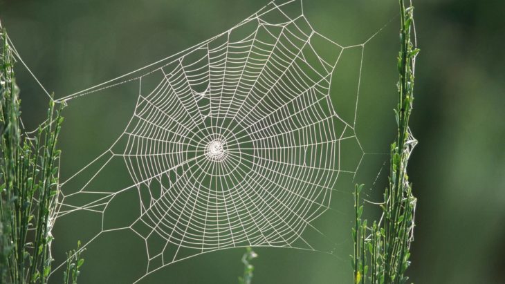 Una perfecta tela de araña