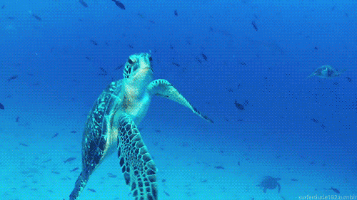 Gif tortuga nadando en el mar