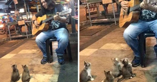 Adorables gatitos escuchan a músico callejero