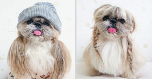 Kuma, La perrita Shih Tzu con el look más increíble