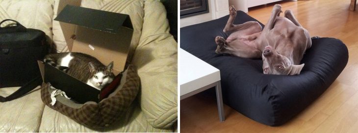 Gato acostado en una caja sobre su cama; perro acostada en su cama