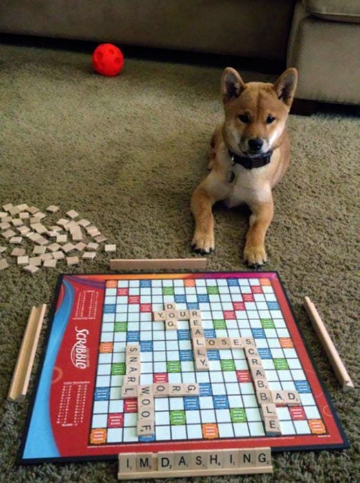 Hombre juega scrabble con su perro