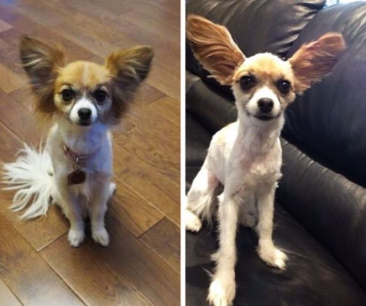 Hombre le hace un corte de cabello al perro y lo deja trasquilado