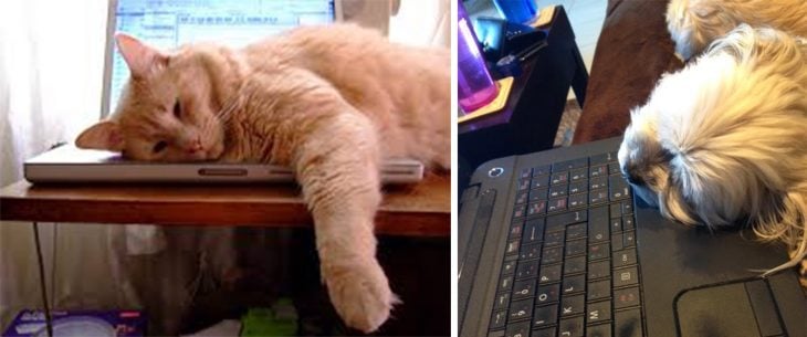 Gato se acuesta sobre la computadora que está usando su dueño; perro se acuesta en la orilla de la computadora que está usando su dueño