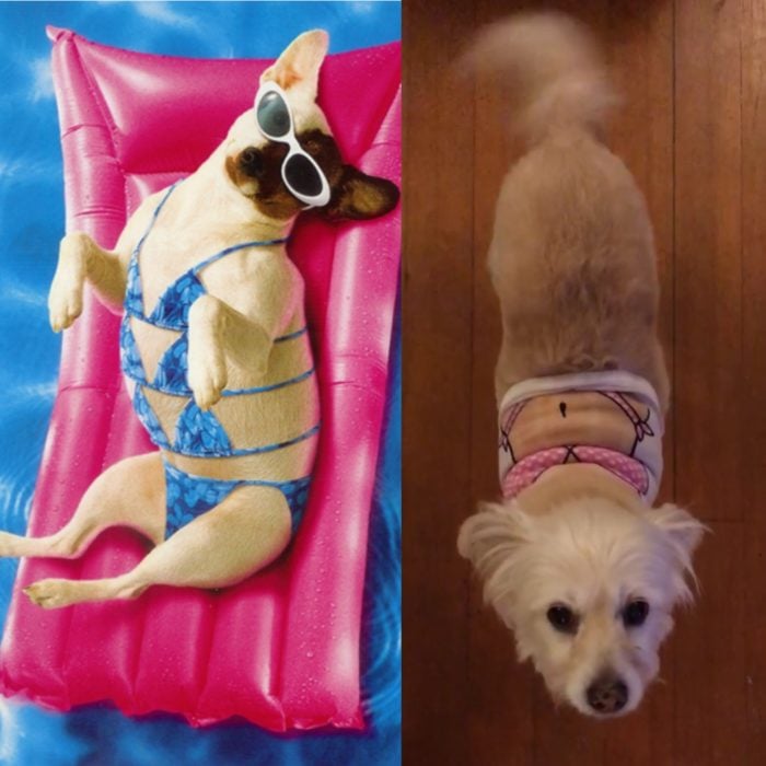 perro traje de baño expectativa y realidad