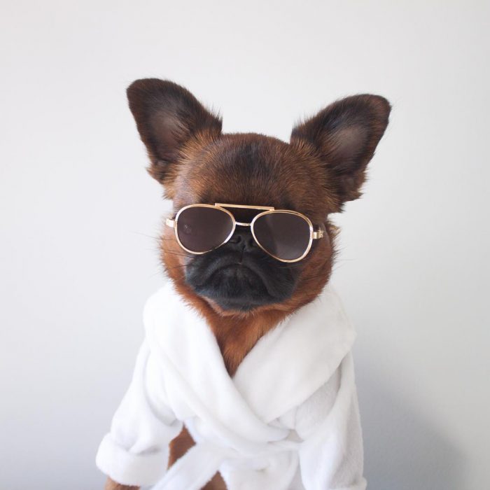 perro con lentes y bata blanca