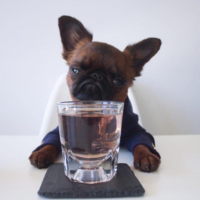 perro tomando bebida de vaso