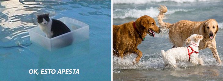 Gato flotando en el agua adentro de un recipiente de plástico; perros jugando en el mar