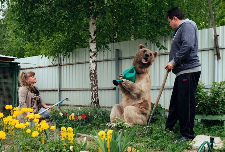 oso regando las plantas con humanos