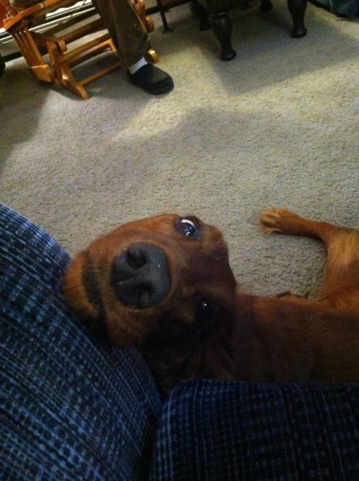 Perro mirando a su dueño con cara de amor